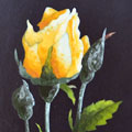 Arte Decorativa di Fiordelisi Simone: Images, Yellow Rose